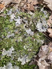 Peltigera canina