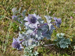 Eryngium maritimum