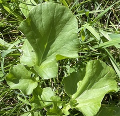 Barbarea