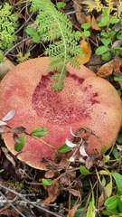 Suillus asiaticus