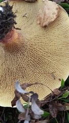 Suillus asiaticus