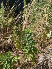 Artemisia suksdorfii