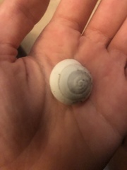 Sphincterochila