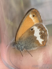 Coenonympha arcania