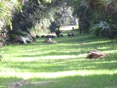 Meleagris gallopavo osceola