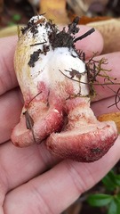 Suillus asiaticus