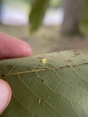 Caryomyia flaticrustum