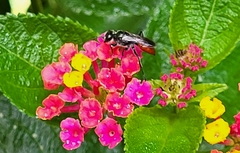 Astata