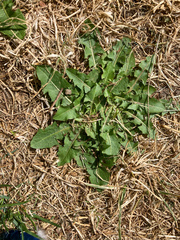 Taraxacum officinale
