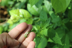 Heliotropium angiospermum