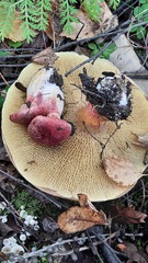 Suillus asiaticus