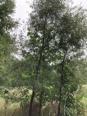 Salix amygdaloides