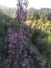 Erica selaginifolia