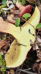 Suillus asiaticus