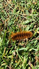 Spilosomina