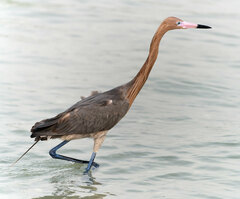 Egretta rufescens