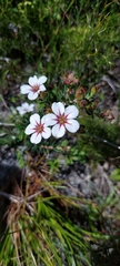 Adenandra uniflora