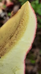 Suillus asiaticus
