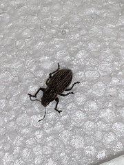 Naupactus leucoloma