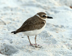 Charadrius wilsonia