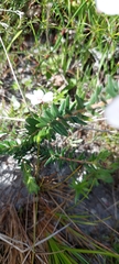 Adenandra uniflora