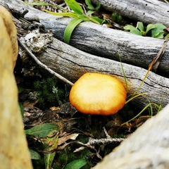 Gymnopilus luteus