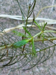 Myriophyllum