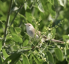 Prinia gracilis