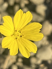 Lagophylla glandulosa