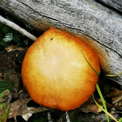 Gymnopilus luteus