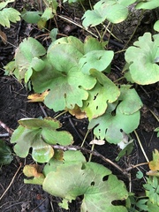 Sanguinaria canadensis