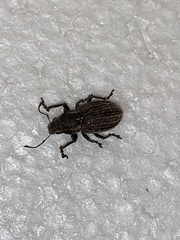 Naupactus leucoloma