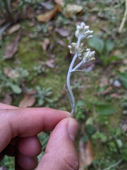 Helichrysum luteoalbum