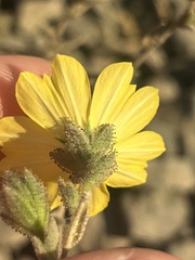 Lagophylla glandulosa