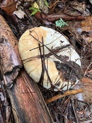 Lactifluus deceptivus