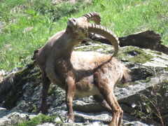 Capra ibex