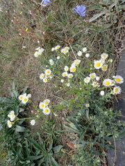 Erigeron annuus
