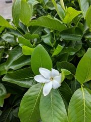 Gardenia brighamii