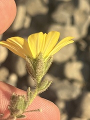 Lagophylla glandulosa