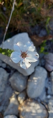 Adenandra