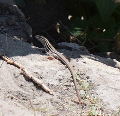 Aspidoscelis gularis