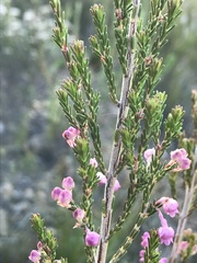 Erica selaginifolia