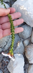 Adenandra