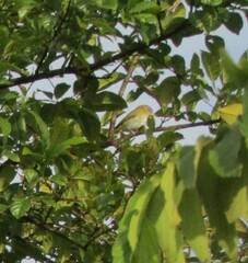 Vireo chivi