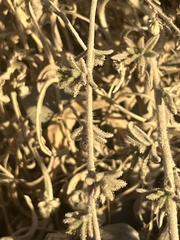 Lagophylla glandulosa