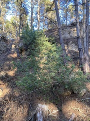 Acacia longifolia