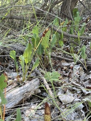 Anemopsis californica