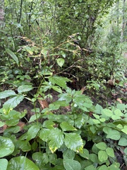 Cryptotaenia canadensis