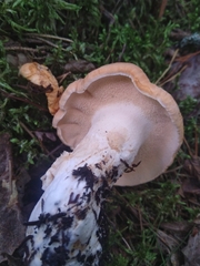 Hydnum repandum