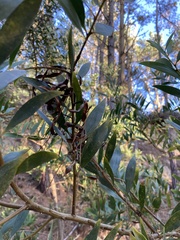 Acacia longifolia